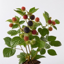 Loganberry Identification Guide