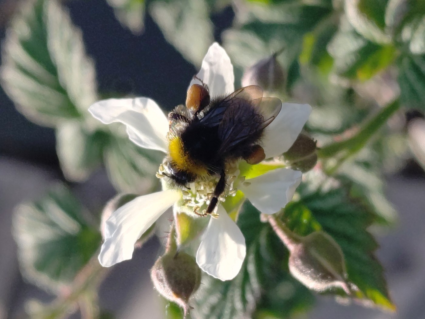 How to Care for Loganberry