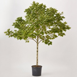 London Plane Tree Identification Guide