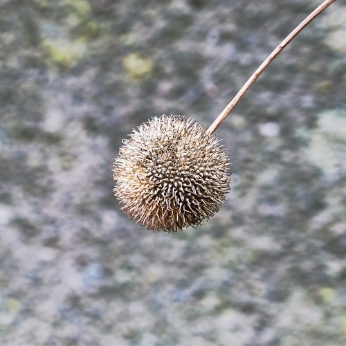 London Plane Tree