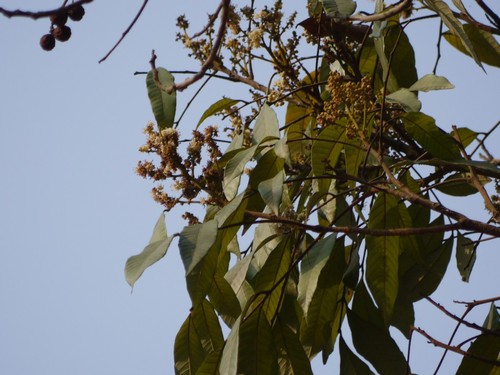 Longan Tree