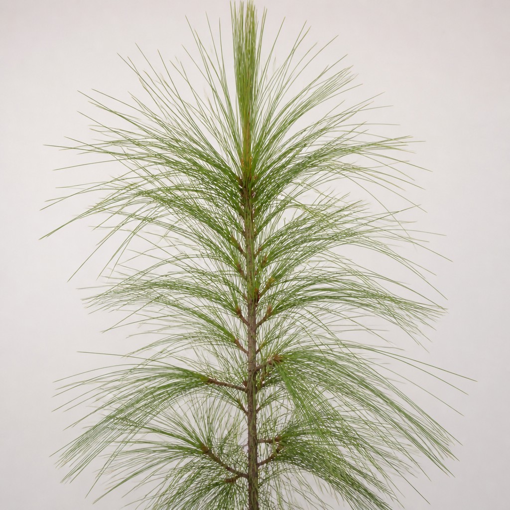 Longleaf Pine