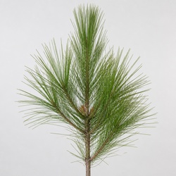 Longleaf Pine Identification Guide