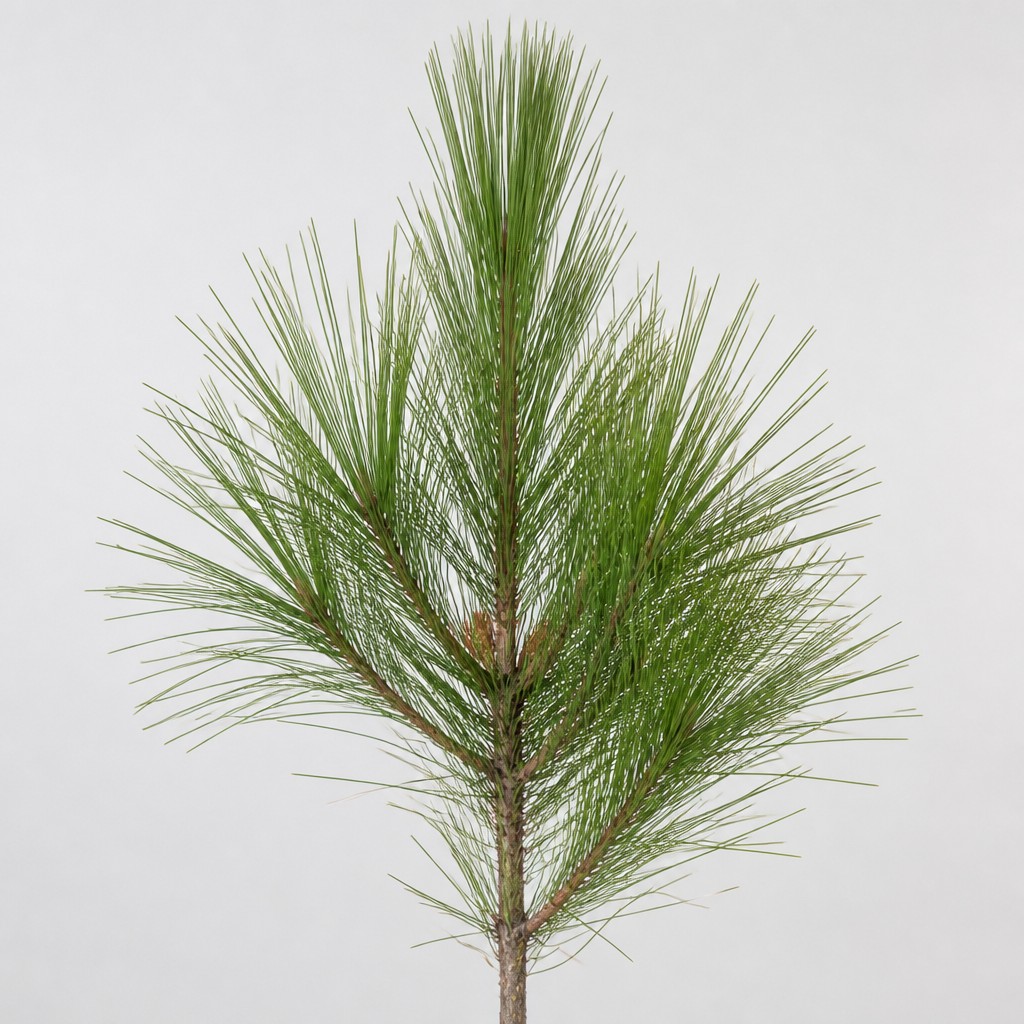 Longleaf Pine