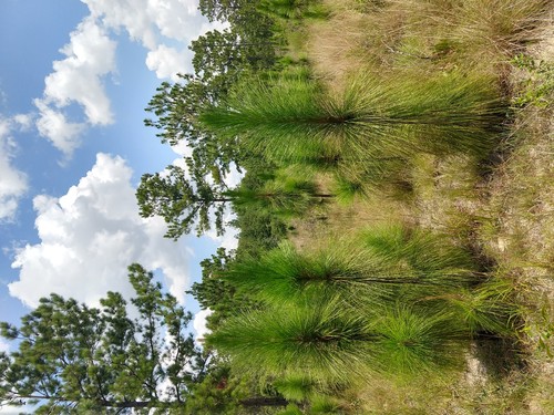 Longleaf Pine