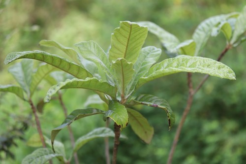 Loquat Tree
