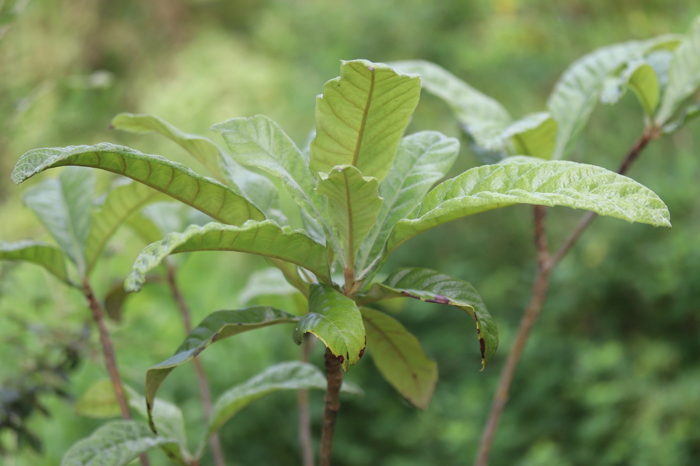 How to Care for Loquat Tree