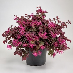 Loropetalum Identification Guide