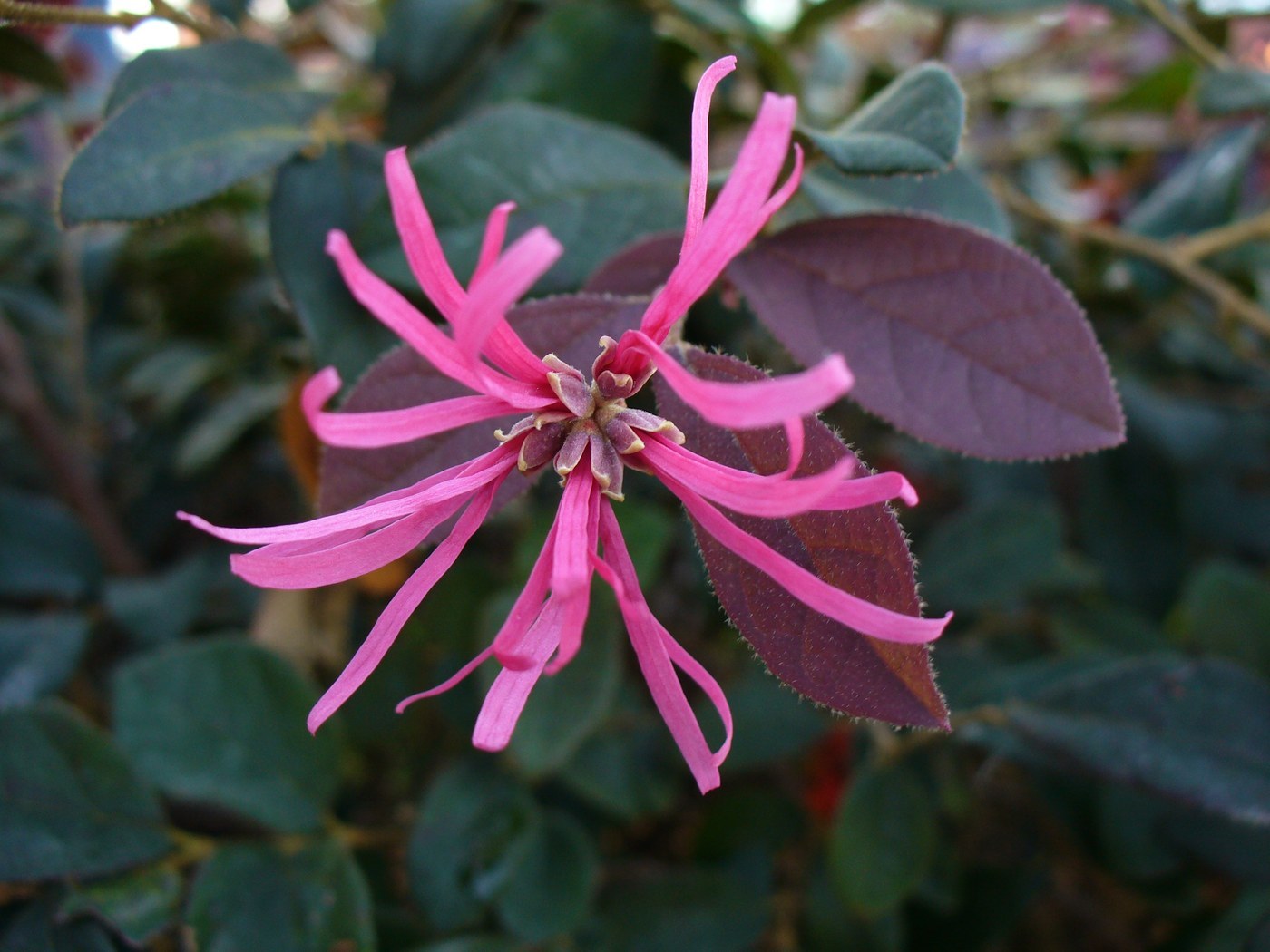 How to Care for Loropetalum