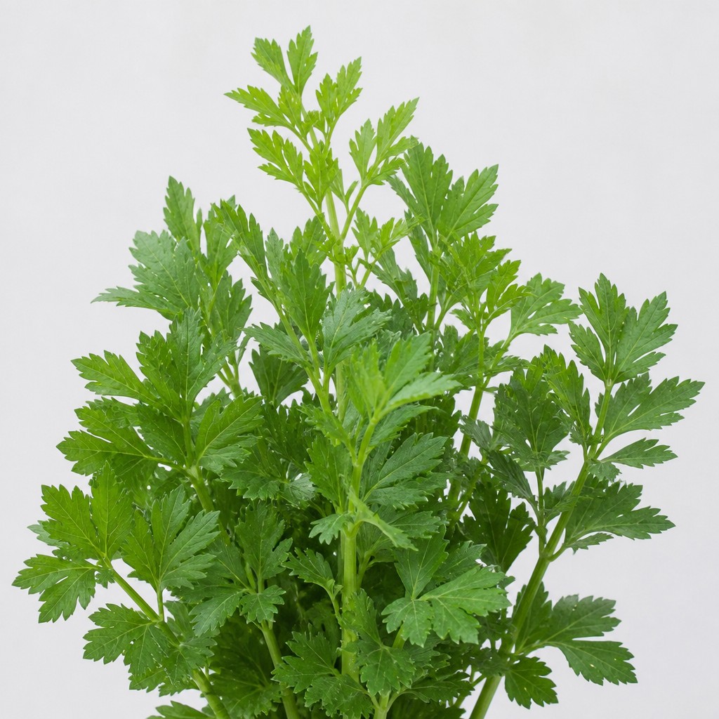 Lovage