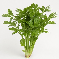Lovage Identification Guide
