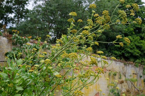Lovage