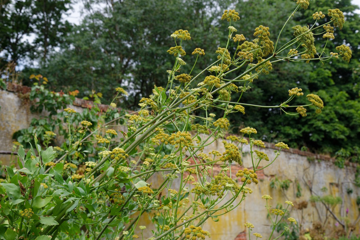How to Care for Lovage