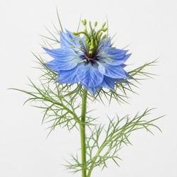 Love-in-a-Mist Identification Guide