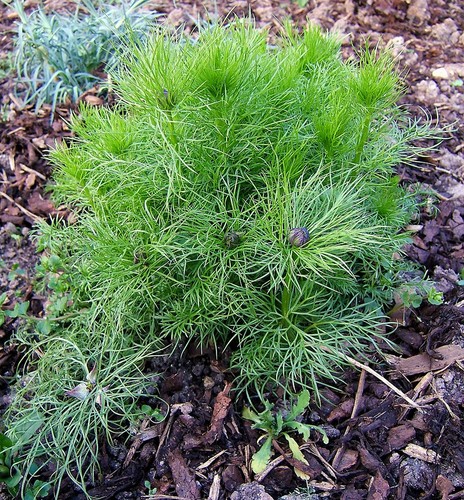 Love-in-a-Mist