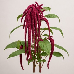 Love-Lies-Bleeding Identification Guide