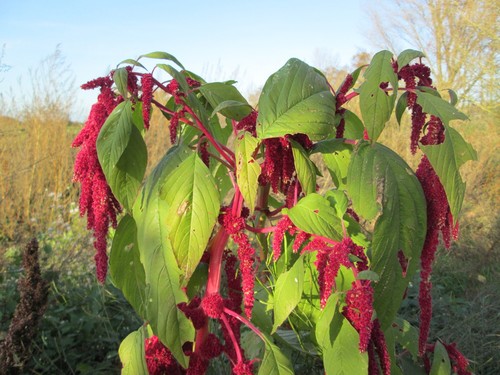 Love-Lies-Bleeding