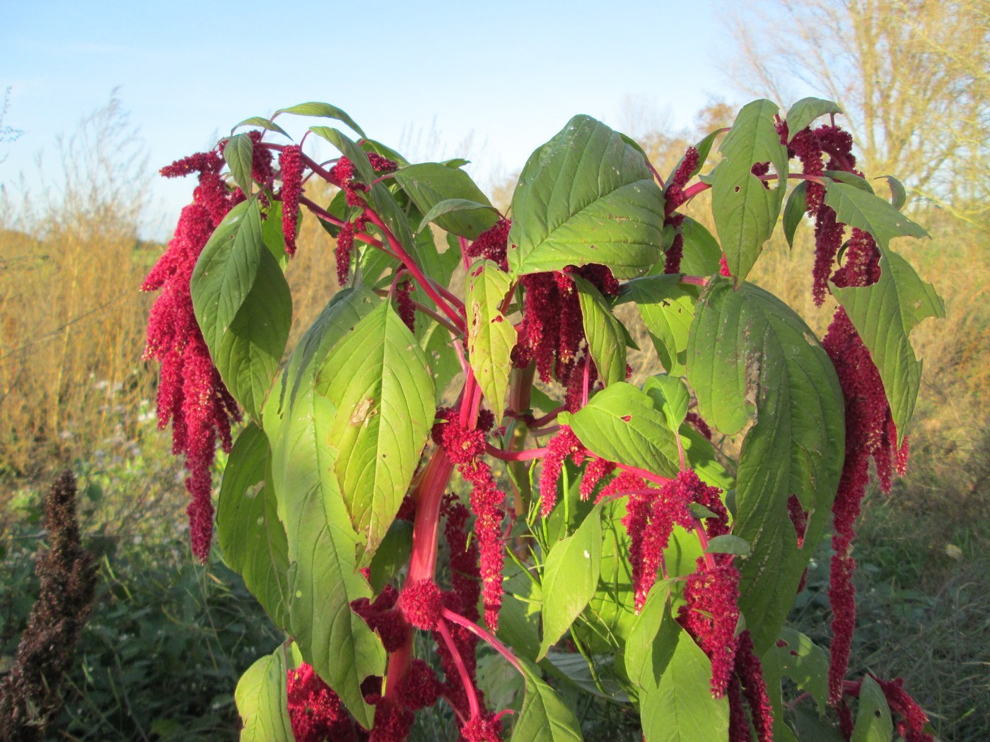 Love-Lies-Bleeding (Amaranthus caudatus)