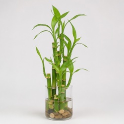 Lucky Bamboo Identification Guide
