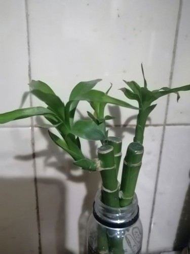 Lucky Bamboo