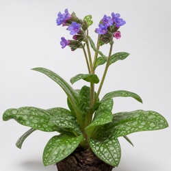 Lungwort Identification Guide