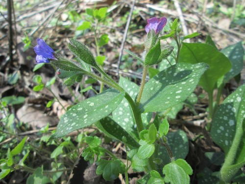 Lungwort
