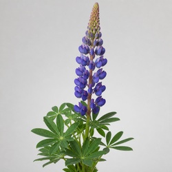 Lupin Identification Guide