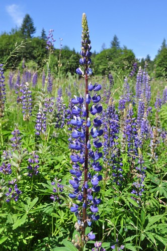 Lupin