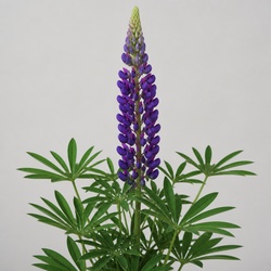 Lupine Identification Guide