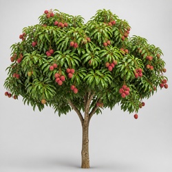 Lychee Tree Identification Guide