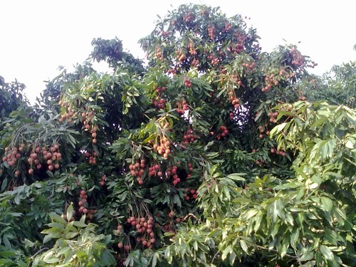 Lychee Tree