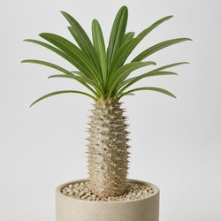 Madagascar Palm Identification Guide