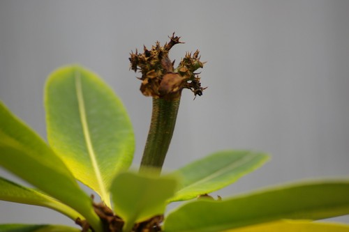 Madagascar Palm