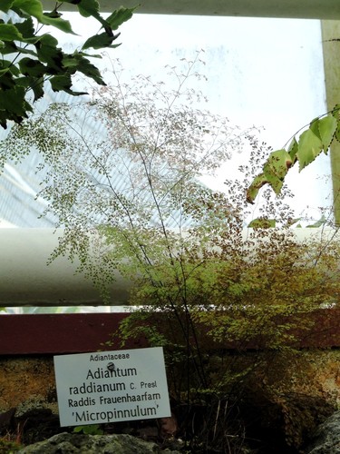 Maidenhair Fern