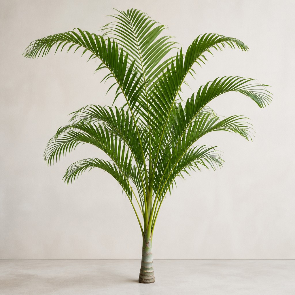 Majesty Palm