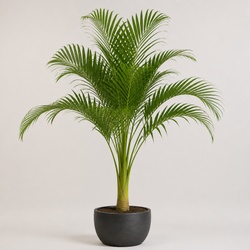 Majesty Palm Identification Guide