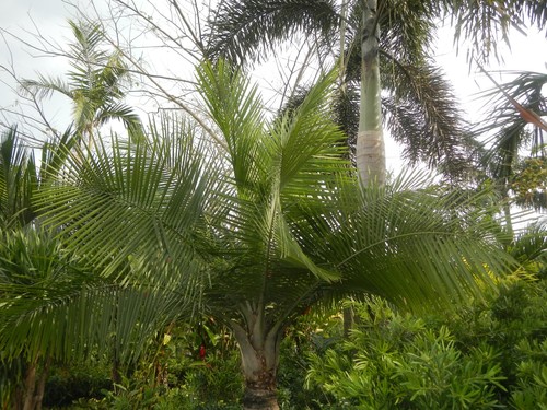 Majesty Palm