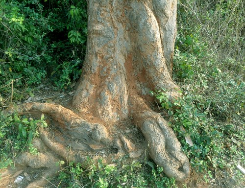 Mango Tree