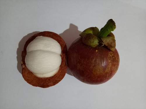 Mangosteen Tree