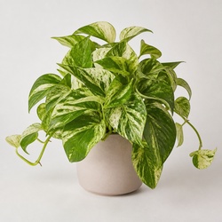Marble Queen Pothos Identification Guide