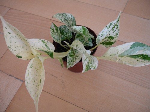 Marble Queen Pothos
