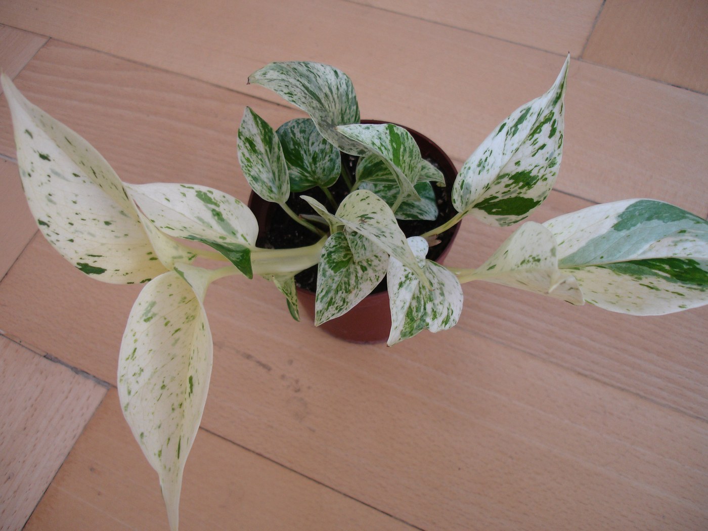 How to Care for Marble Queen Pothos