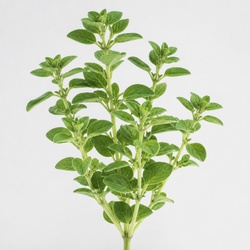 Marjoram Identification Guide