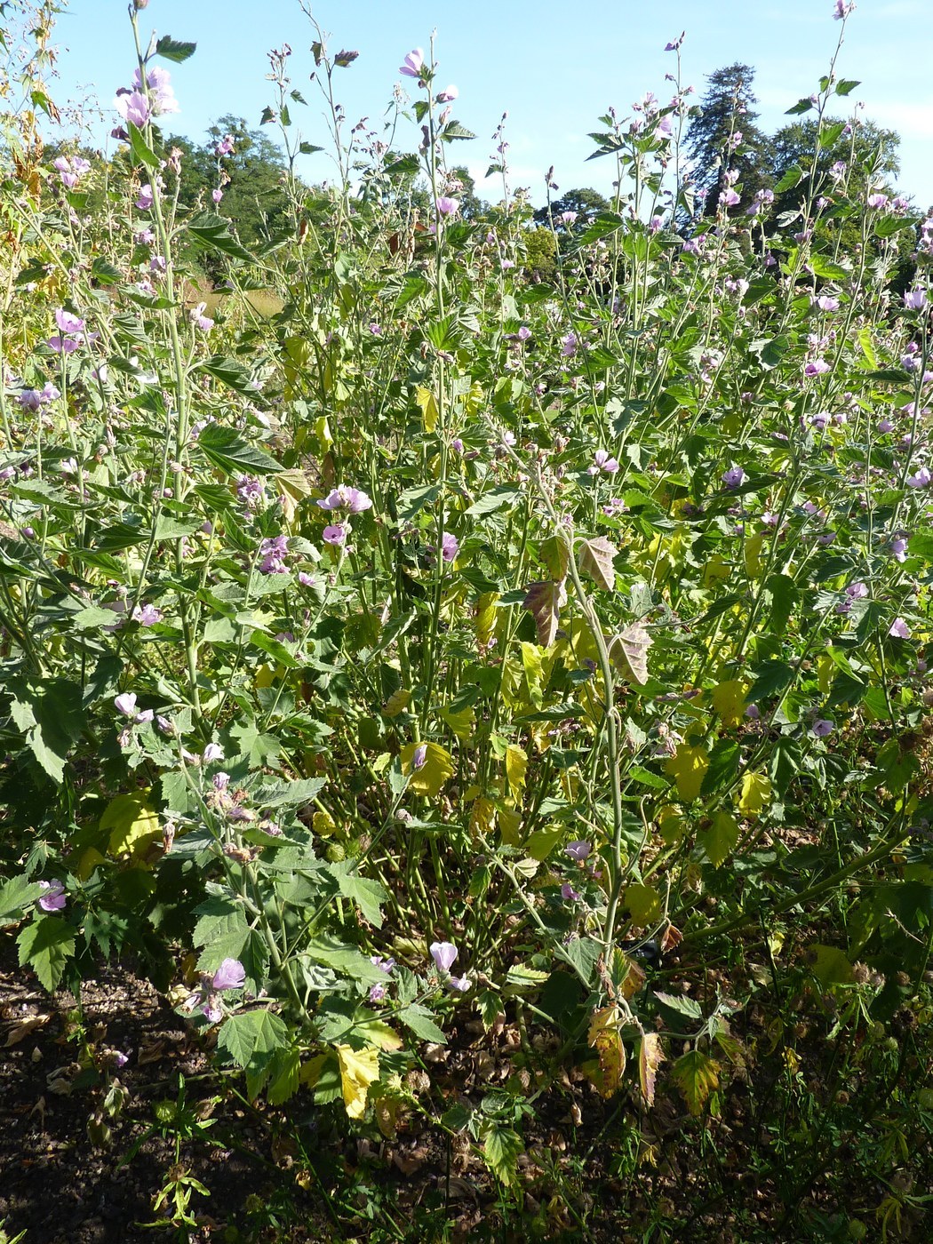 Marshmallow (Althaea officinalis)