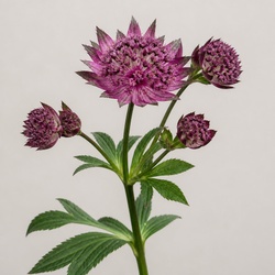 Masterwort Identification Guide