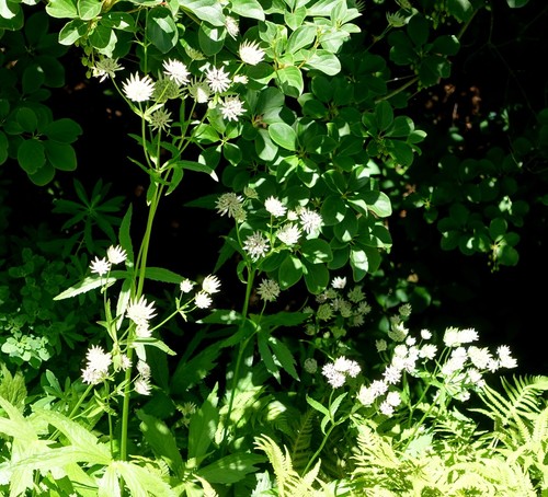 Masterwort