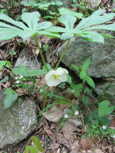 Mayapple