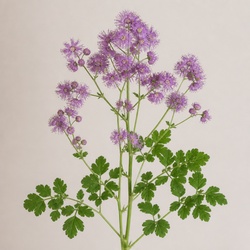 Meadow Rue Identification Guide
