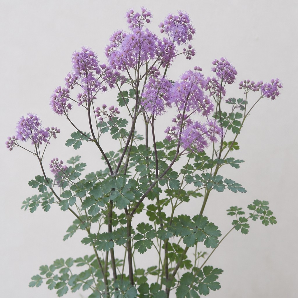 Meadow Rue