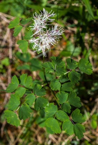 Meadow Rue